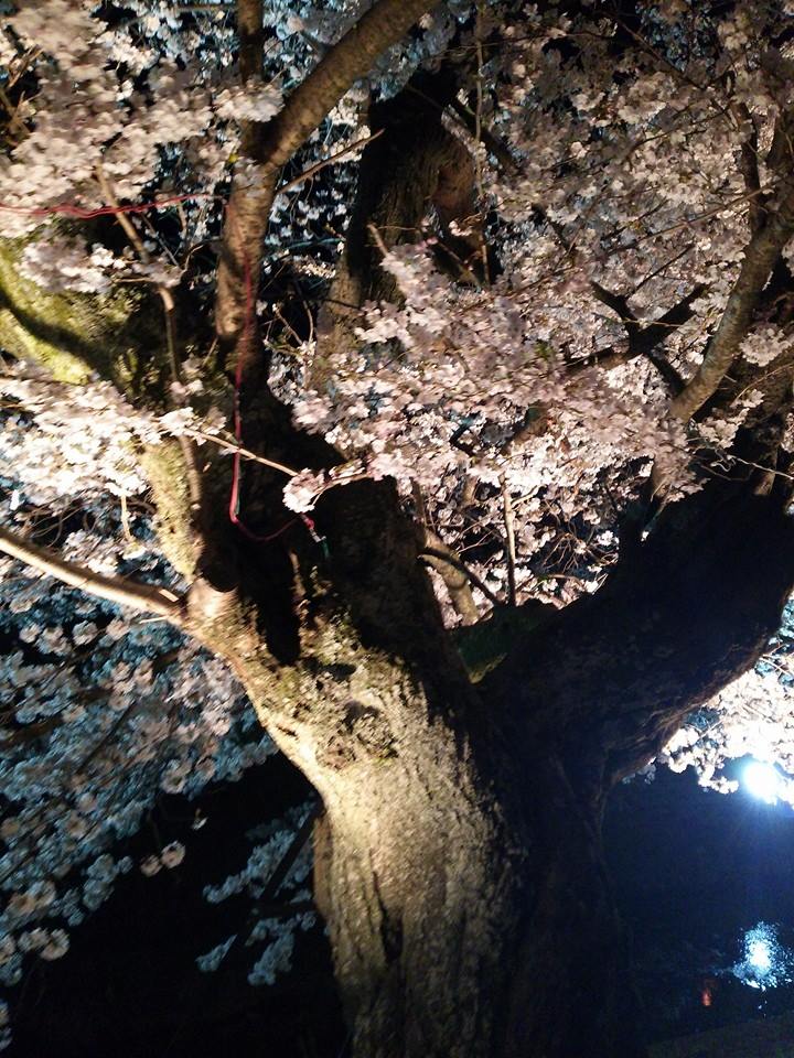 2016 桜２