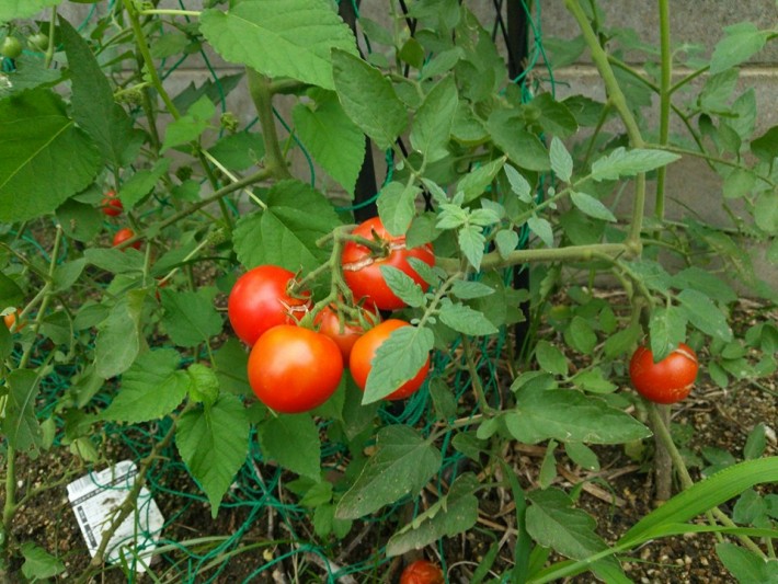 2016 トマト